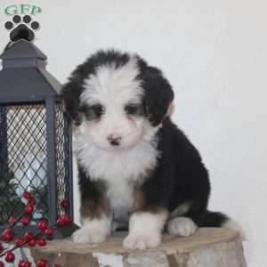 Snowflake, Bernedoodle Puppy